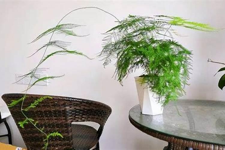 怎样施用硼肥防治小麦不稔症？