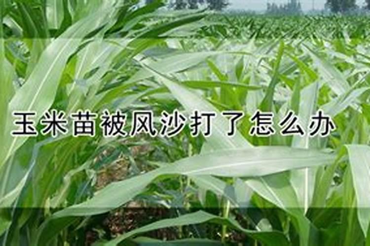 怎样选购玉米优良品种