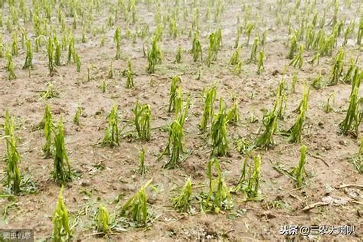 干旱地区和风沙地区种植玉米如何整地？