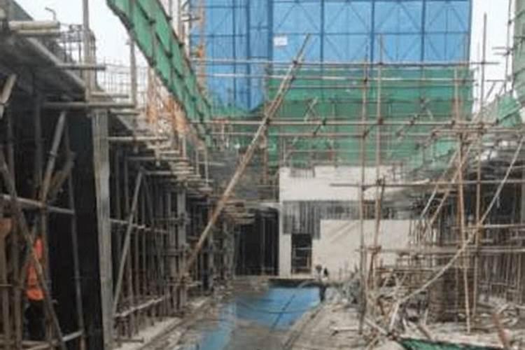 打造庭院不可或缺的绿植——枫树