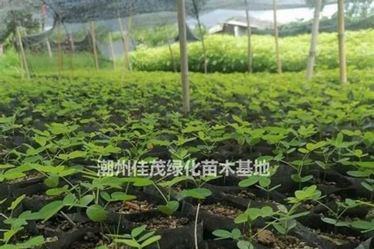 樱桃苗木的施肥追肥要注意哪些问题