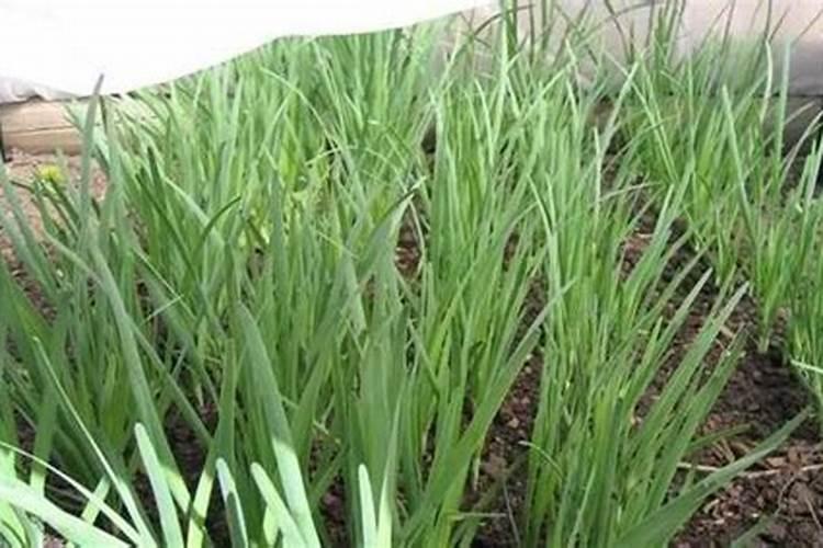 复合肥可以浇韭菜吗