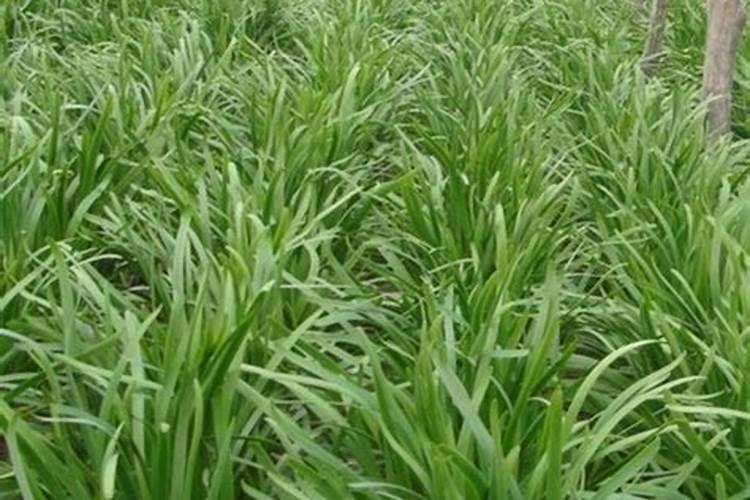 复合肥可以用韭菜浇水吗？