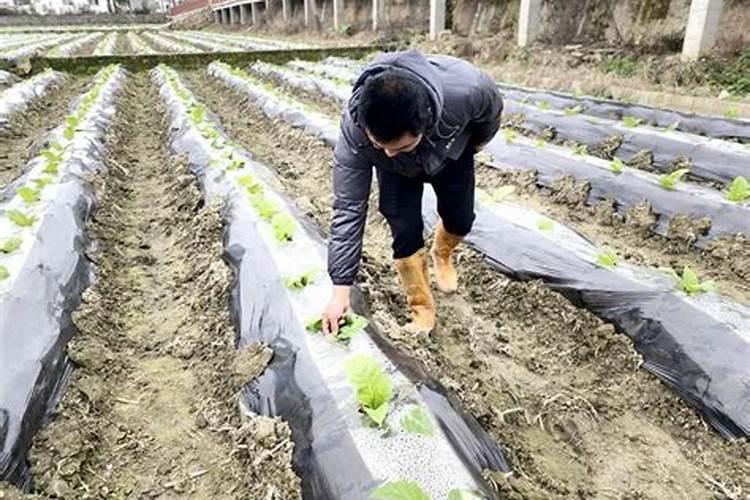 200豪升锌肥加水多少打西瓜