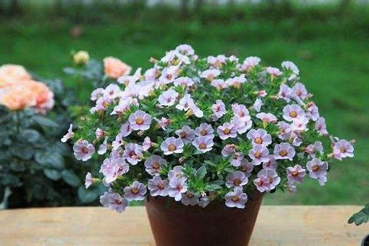 种植花生施什么肥？