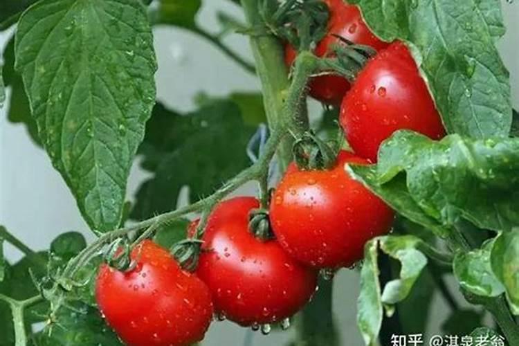 山茶油树什么时候种植最合适