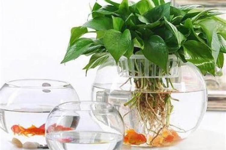 水稻硅肥正确使用方法