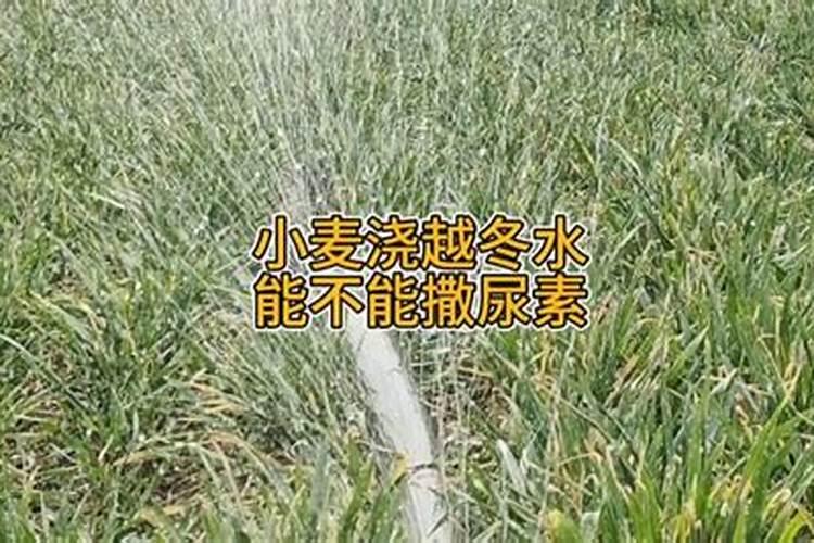 小麦分蘖宝可以和小麦除草剂混合在一起打吗吗？