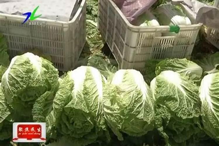 白菜能做什么菜