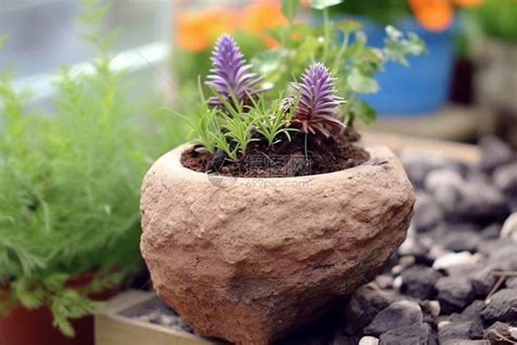 黄豆花肥的最简单制作方法