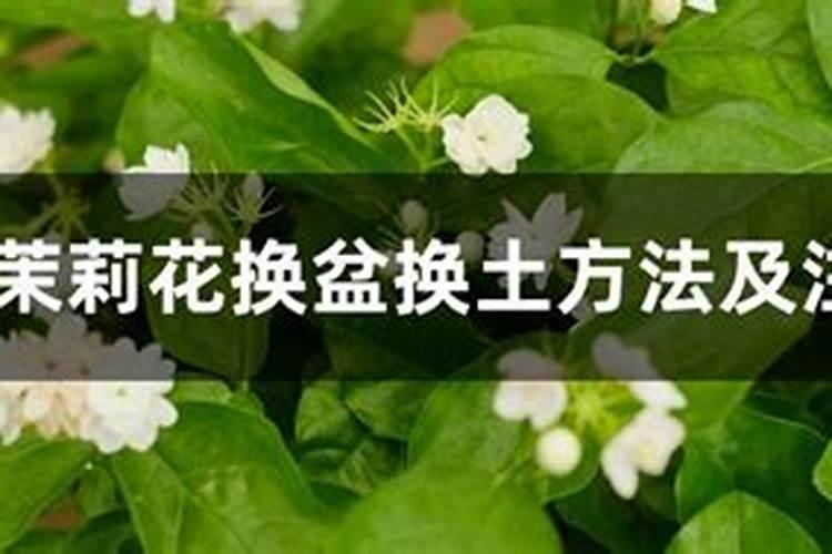 尿素可以浇绿萝吗