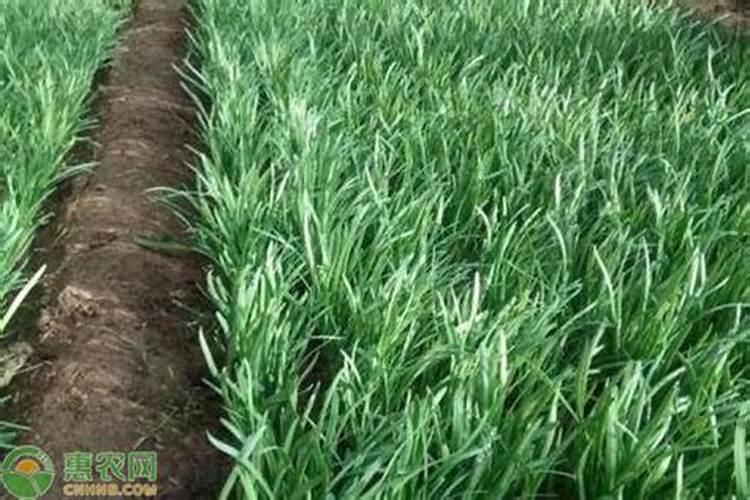 韭菜用什么肥料长得又肥又壮(用什么肥料叶子又粗又黑)