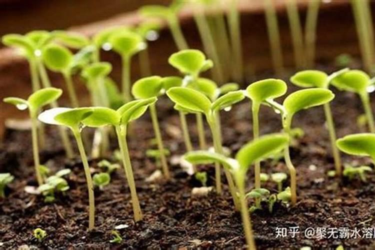 黄瓜一窝留几个苗