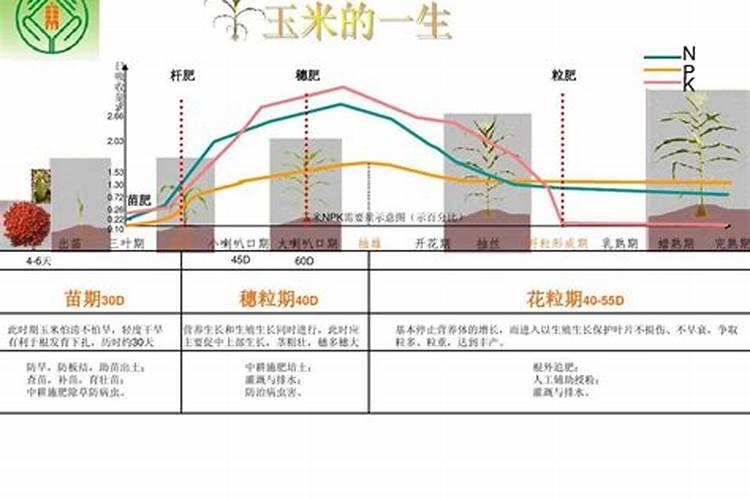 玉米施肥最佳时间是什么时候？玉米施肥增产方案