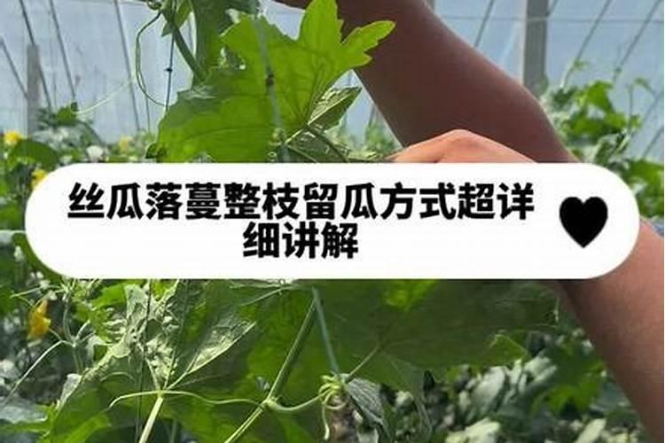 种植丝瓜在施肥方面,都有哪些注意事项？