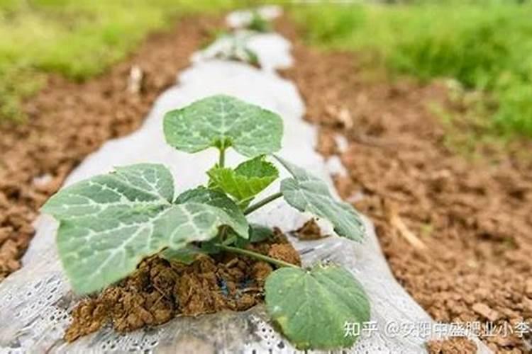 南瓜需要施什么肥料