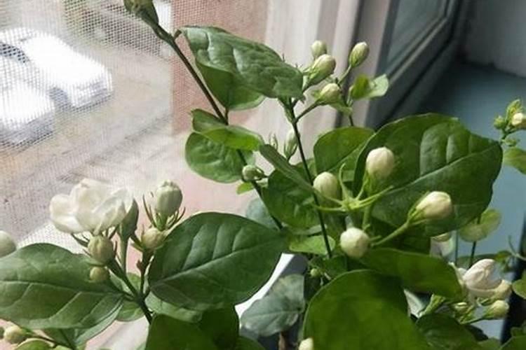 茉莉花怎么施肥 用什么肥料好