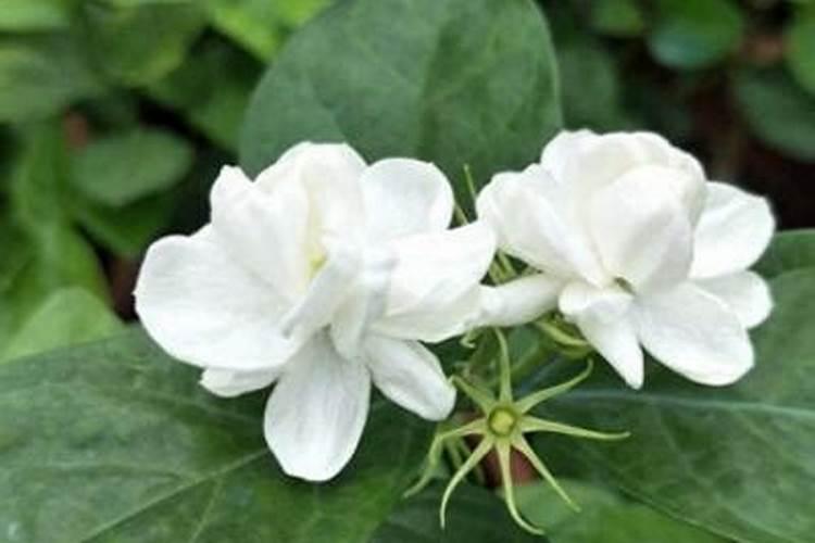 茉莉花施什么肥最好 适合用什么肥料