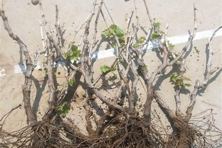 老师抗重茬用点什么药或肥料