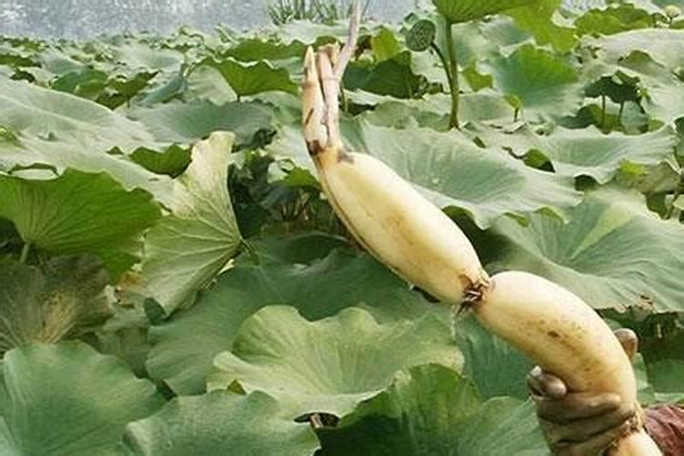 水溶肥施用方式有哪些？