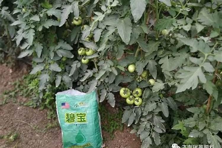 菜叶瓜果皮鸡蛋壳沤制的肥料,属于什么肥？
