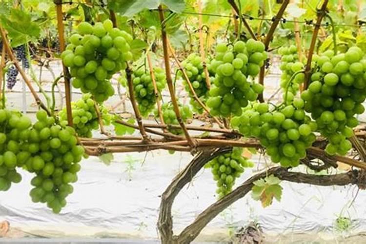 葡萄什么时候上肥料最好