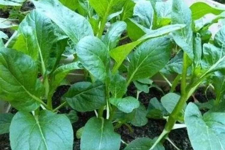 菜心发芽后几天可施肥