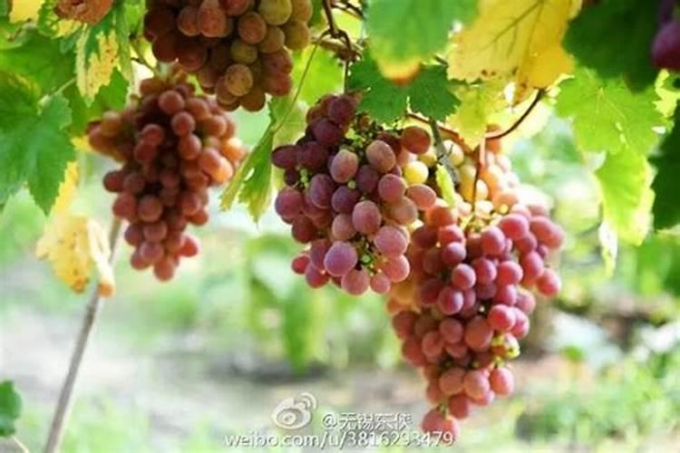 水溶肥什么品牌好？