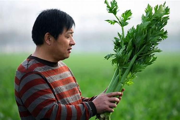 黄瓜叶片有黄斑用什么药？
