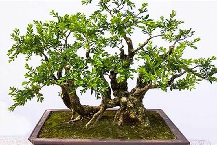沙漠玫瑰喜欢肥料吗？你喜欢用什么肥料？