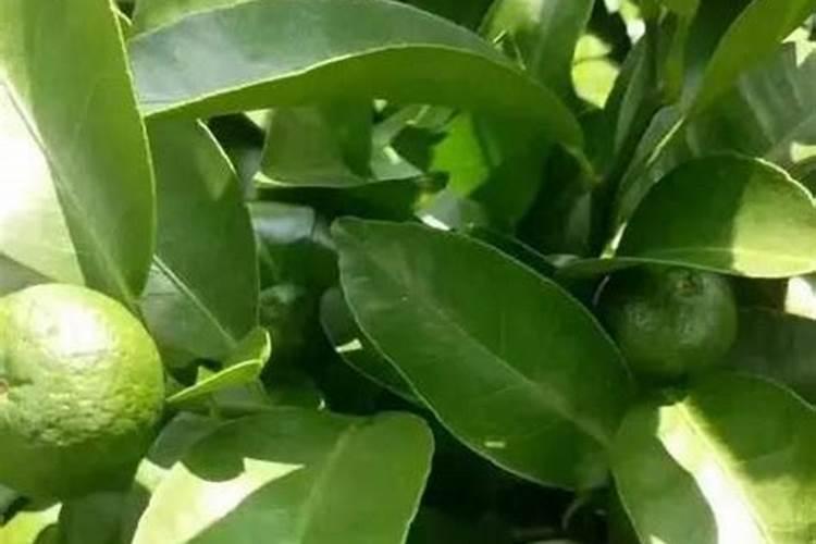种的柑橘吃起来口感不好,怎样提升口感？