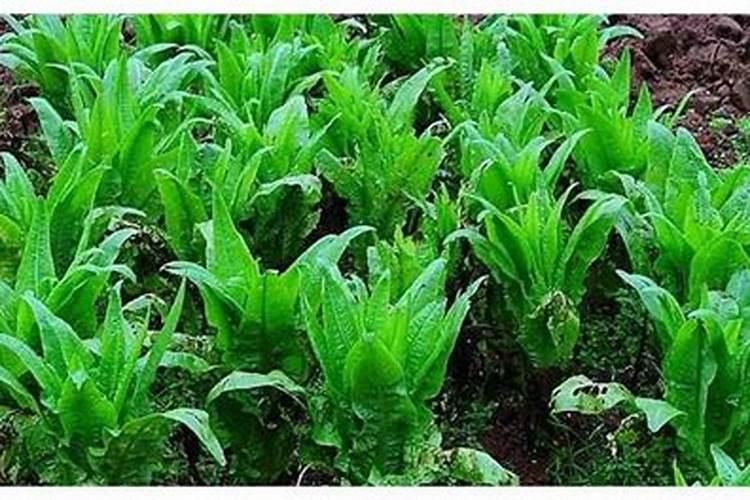 胡萝卜追肥用什么肥料好？