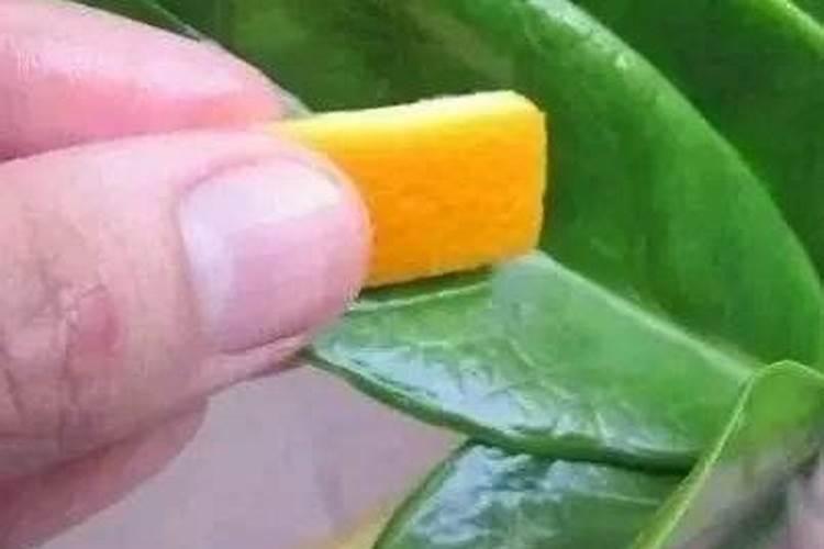 柚子的生长条件