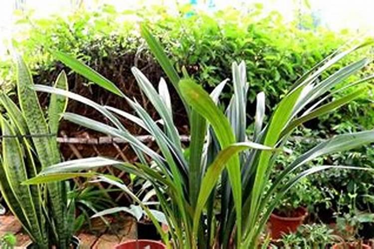 茶花老桩和三角梅老桩哪个好养