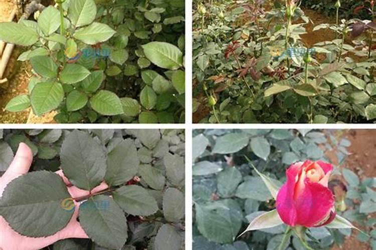 什么肥能促花
