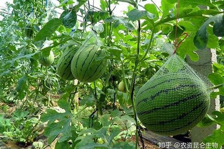 养水仙花用什么肥料