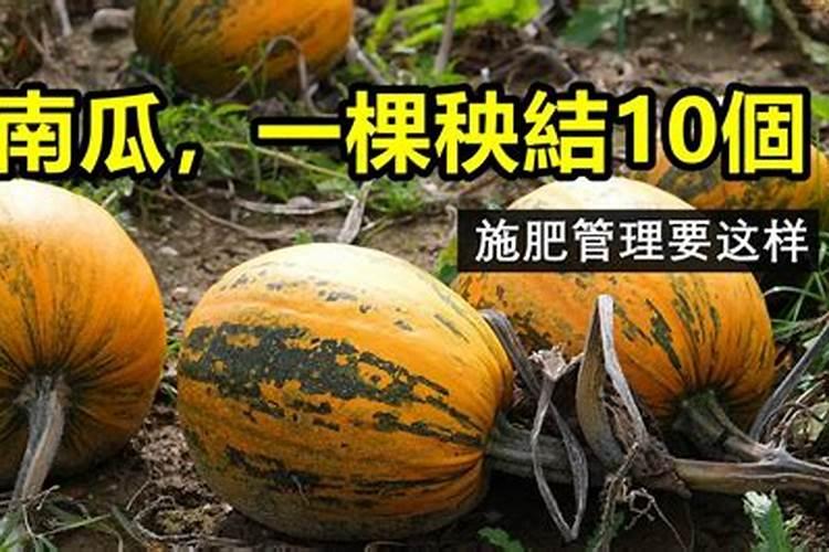 水肥管理是农业生产重要步骤,南瓜种植该怎么进行水肥管理？