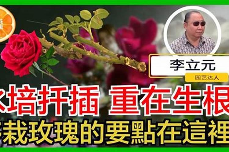 玫瑰海棠怎么养