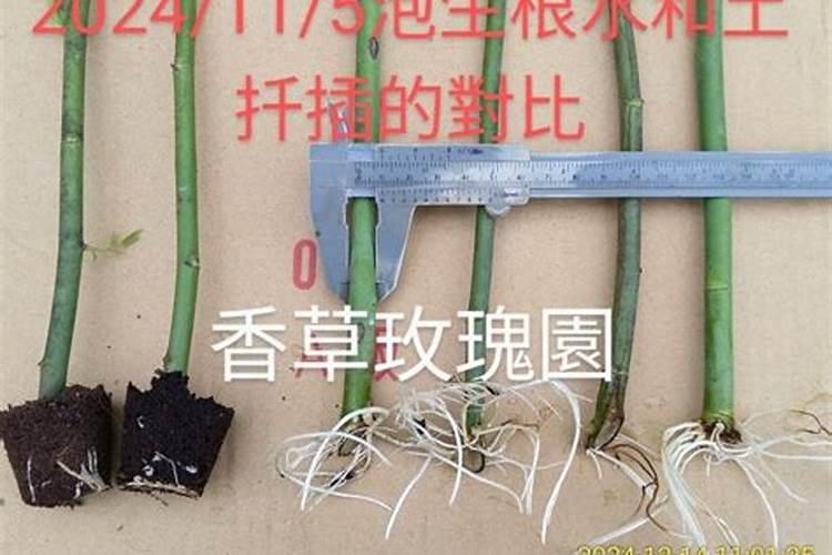玫瑰花怎样种植