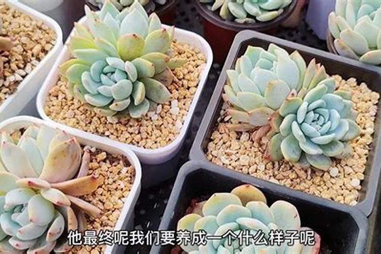 什么叶面肥能使叶子快速变绿变厚？