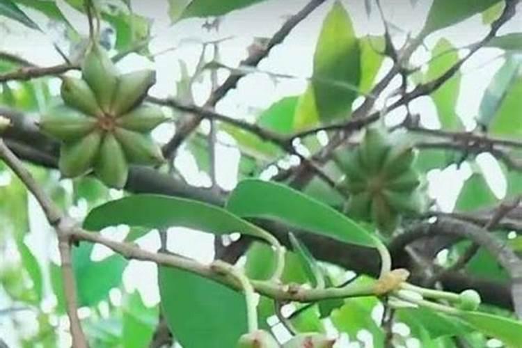 八角树在北方能种植吗