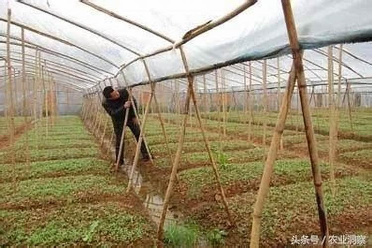 自家种的草莓怎么施肥