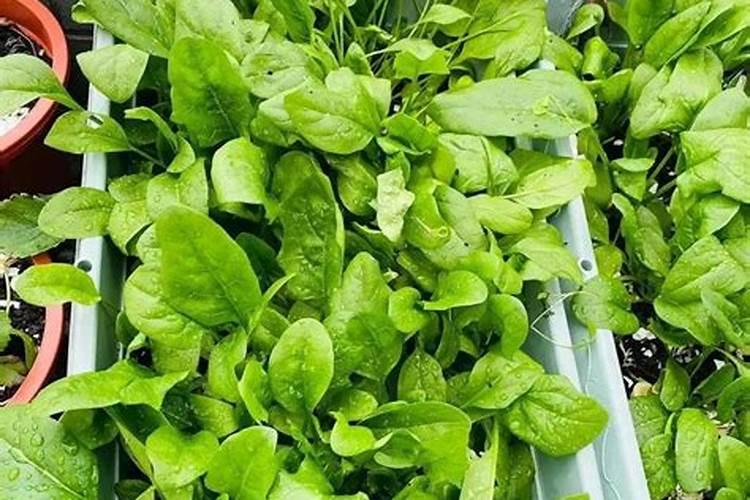 蔬菜缺硼要怎样防治？