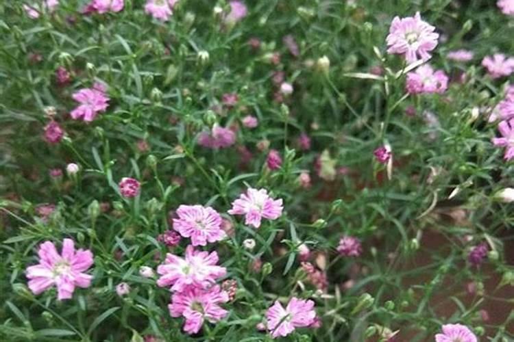 尿素可以用来给栀子花施肥吗