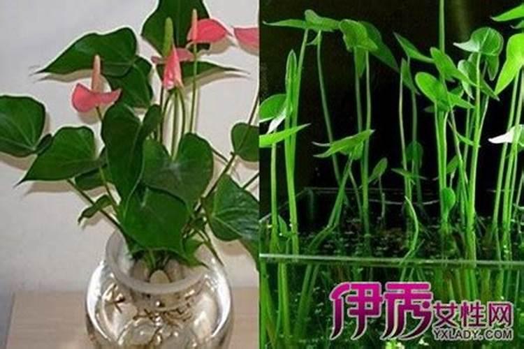 中药颗粒是怎么制作的