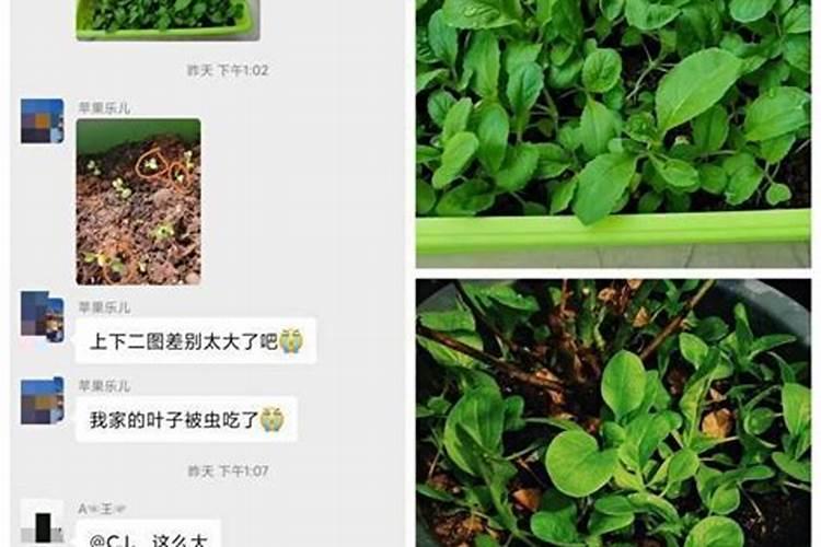 菜苗出土后应该施什么肥