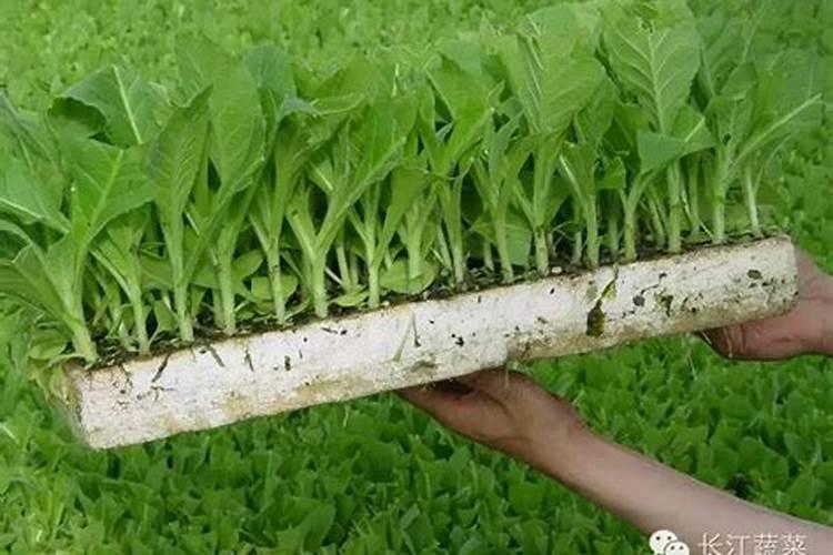 菜苗出土后应该施什么肥