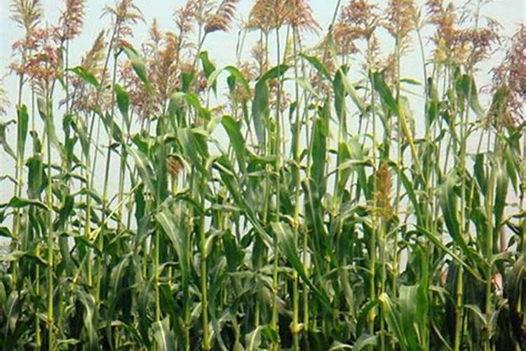 甜芦粟施复合肥能粗壮吗