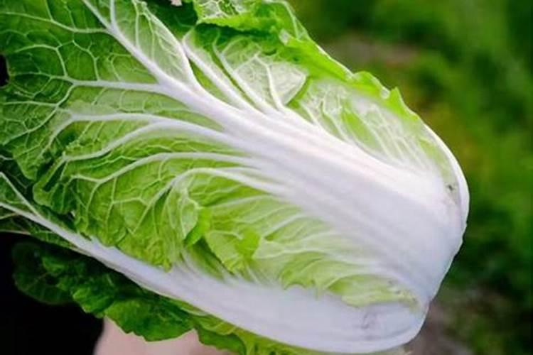 想让白菜长得好应该施什么肥呢？什么肥料白菜不能用呢？