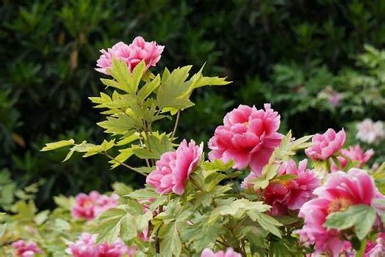 牡丹栀子花怎么能养好啊 懂花的教教